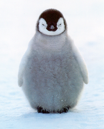adorable baby penguin - what is google penguin