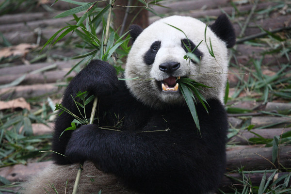 panda - what is google panda